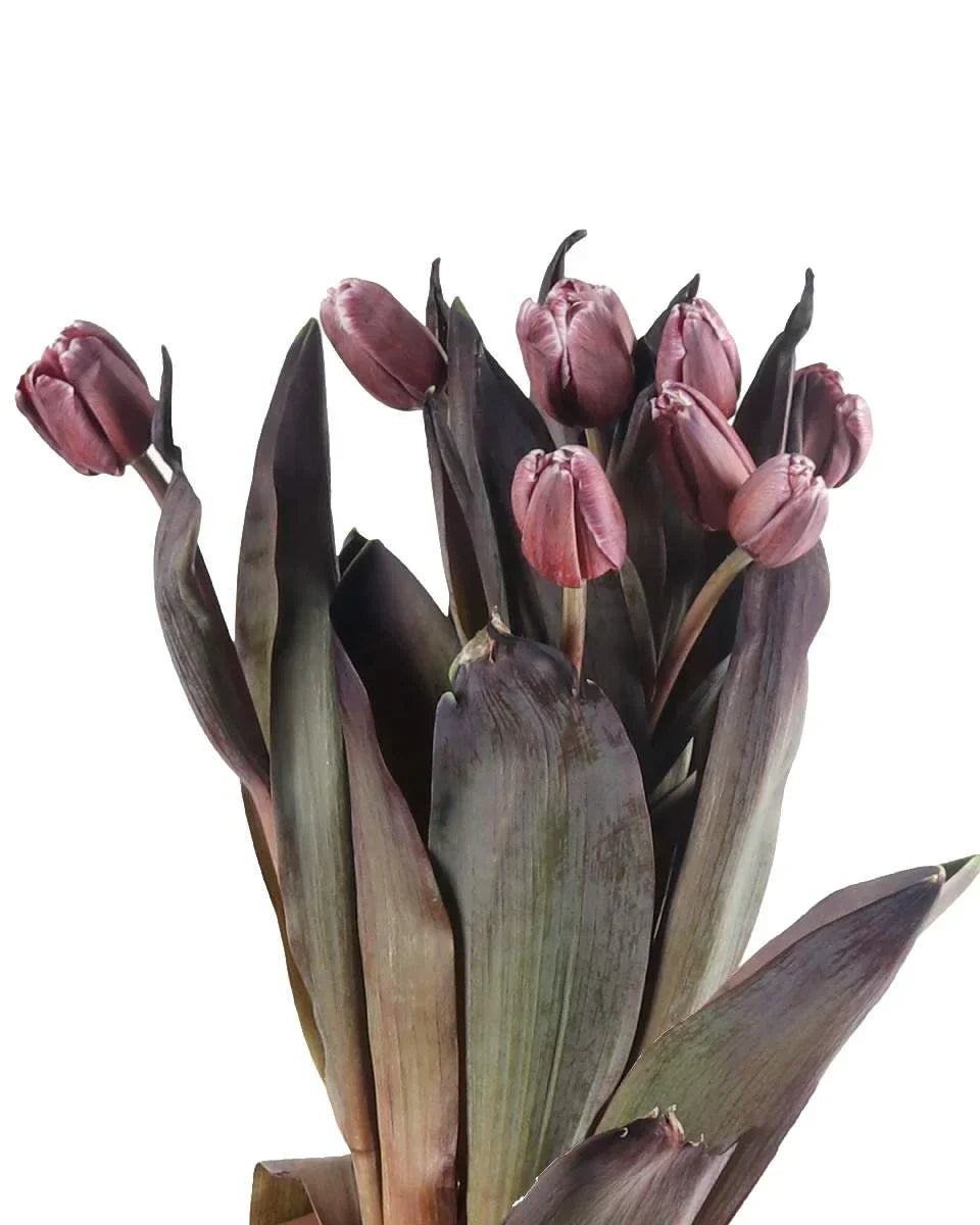 Vibrant braun tulip pflanzen in full bloom