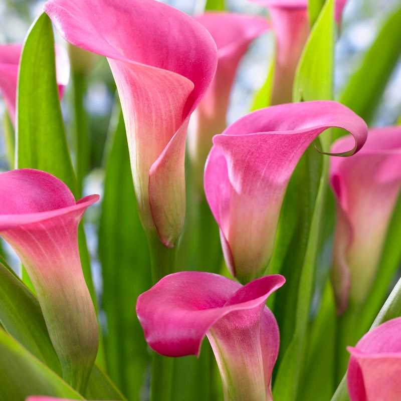 Calla blume samen for low-maintenance gardening
