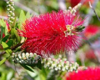 Vibrant callistemon samen for anpflanzung