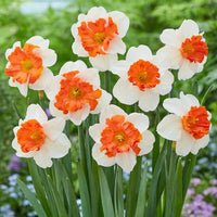 Vibrant daffodils samen for orange and weiß blooms