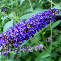 Vibrant dark blau buddleia pflanzen in full bloom