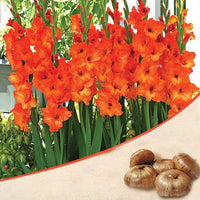 Vibrant dark orange gladiolus pflanzen in full bloom
