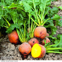 Vibrant dark orange radish pflanzen in full sun