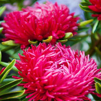 Vibrant dark rot aster garten samen for long-blooming blumen
