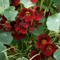 Vibrant dark rot nasturtium blumen in bloom