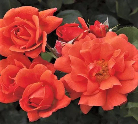 Vibrant deep orange climbing rose pflanzen in full bloom
