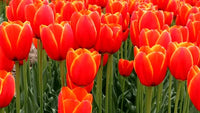 Vibrant deep orange tulip pflanzen in full bloom