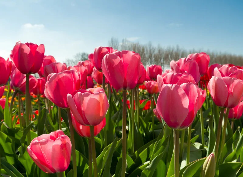 Vibrant deep rosa tulip pflanzen in full bloom