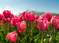 Vibrant deep rosa tulip pflanzen in full bloom