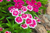 Vibrant dianthus caryophyllus rose mix pflanzen in full bloom