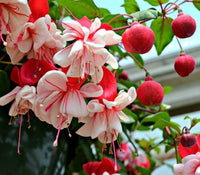 Vibrant double petal fuchsia pflanzen in bloom