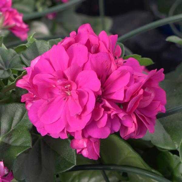 Light lila pelargonium peltatum blumen for garten display