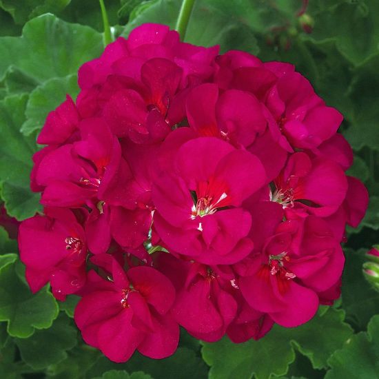 Rosa geranium blumen for garten display