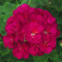 Rosa geranium blumen for garten display