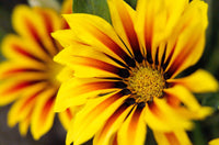 Gazania blumen in töpfen and containers