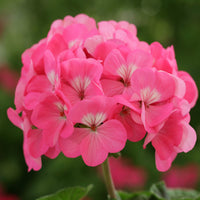Vibrant geranium blume samen for garten anpflanzung