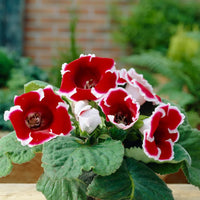 Vibrant velvet rot weiß gloxinia petals