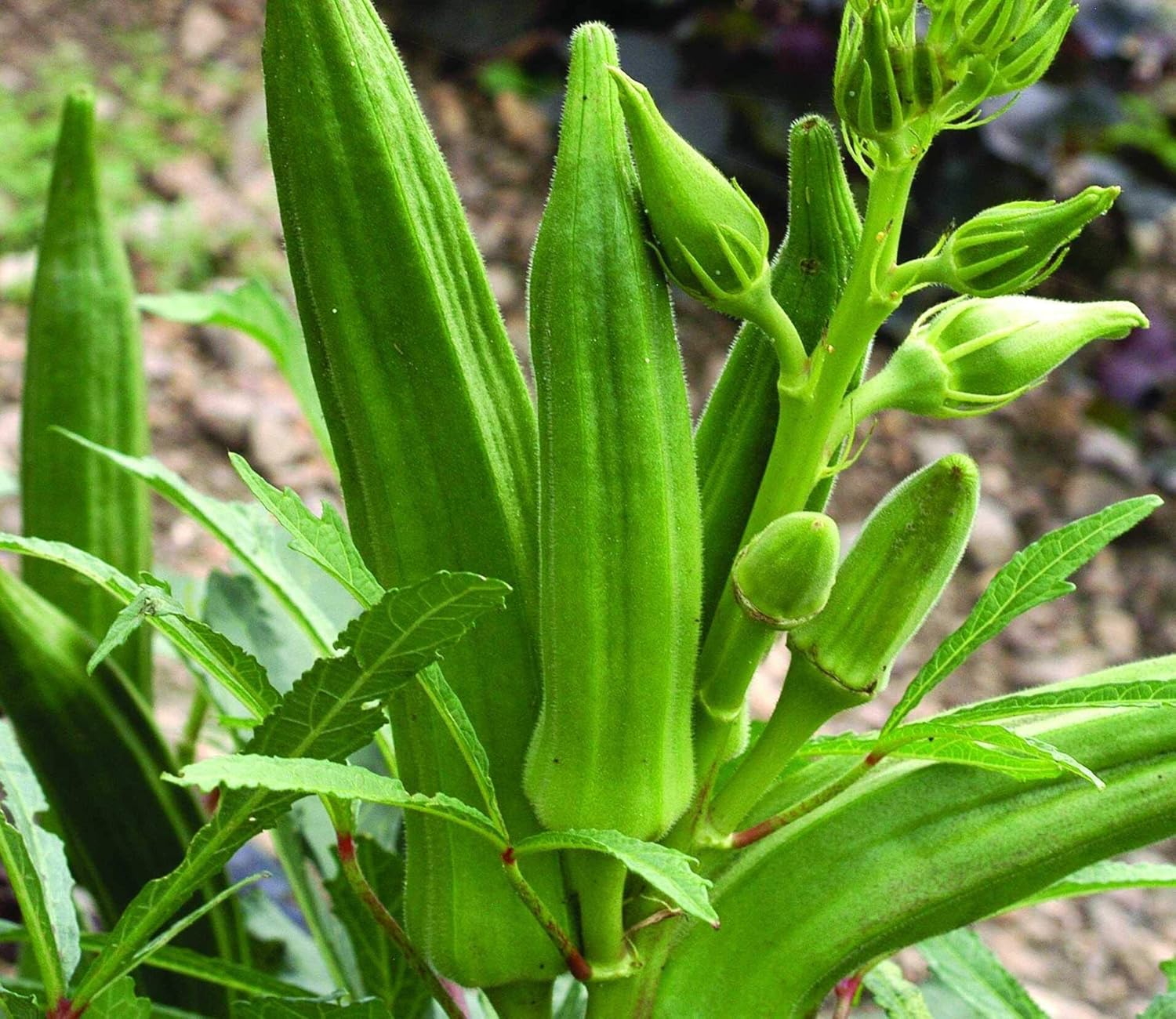 Vibrant grüne okra pflanzen thriving in full sun