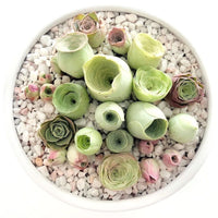 Vibrant grün succulent pflanzen in full bloom