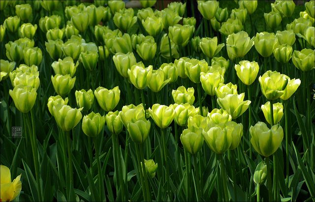 Vibrant grün tulip pflanzen in full bloom
