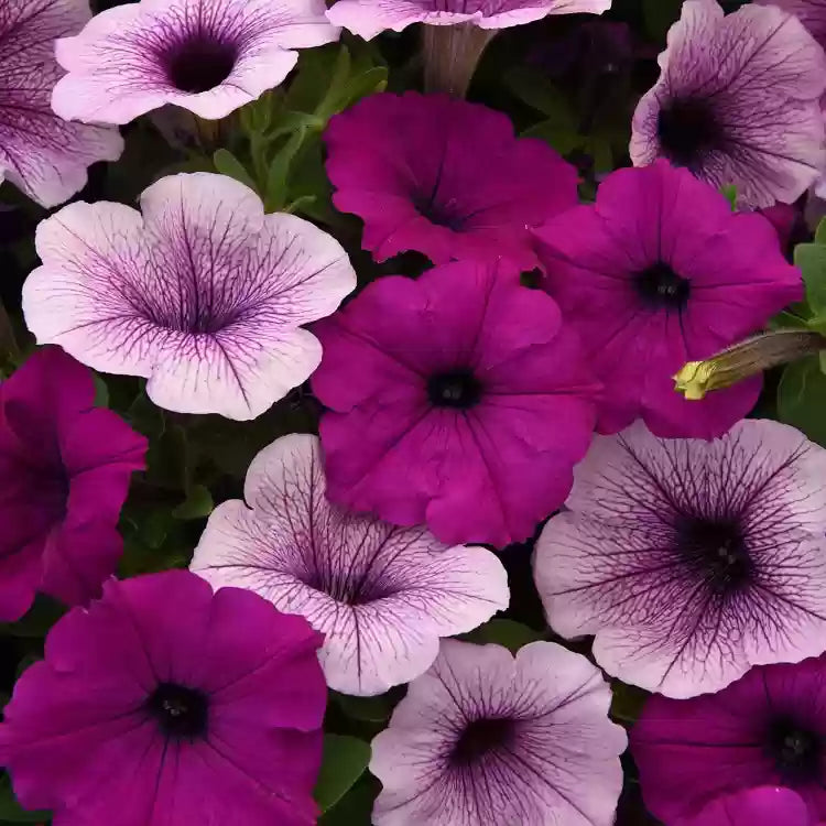 Vibrant hanging petunia pflanzen in full bloom