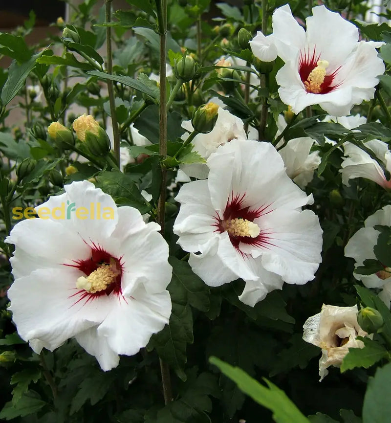 Hibiscus syriacus samen for large summer blumen