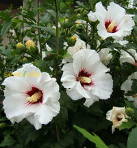 Hibiscus syriacus samen for large summer blumen
