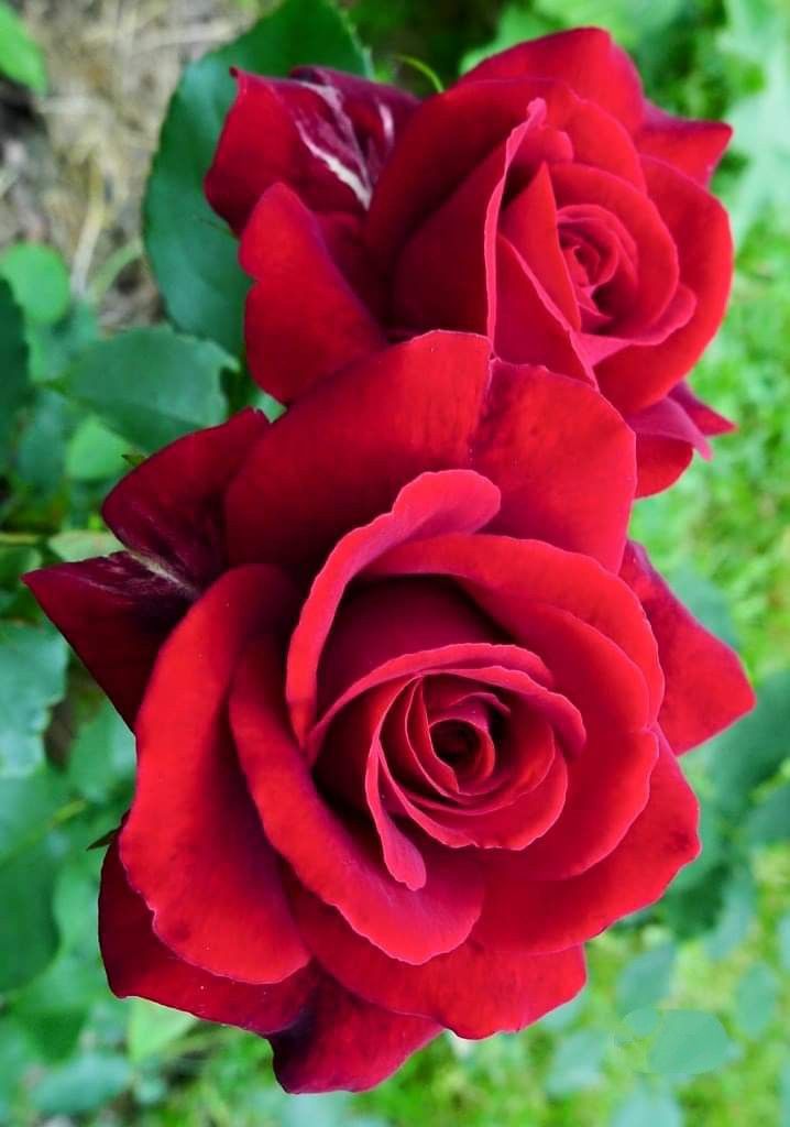 Vibrant home garten rose blume samen for colorful anpflanzung