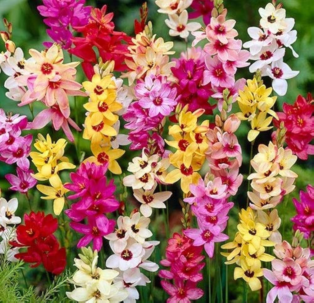 Vibrant ixia garten samen