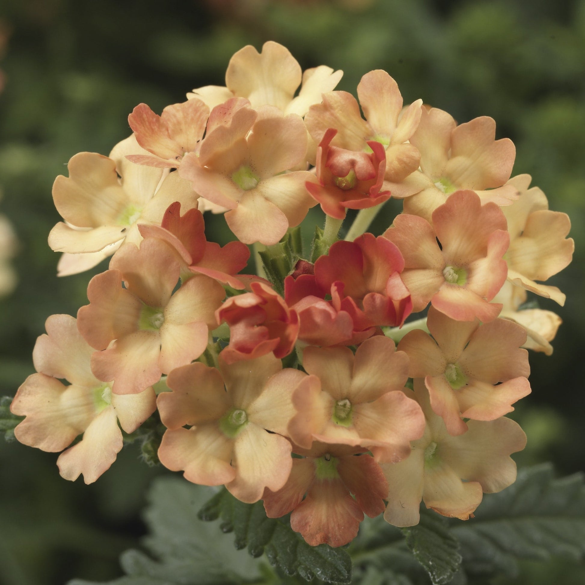 Vibrant light orange verbena pflanzen in full bloom