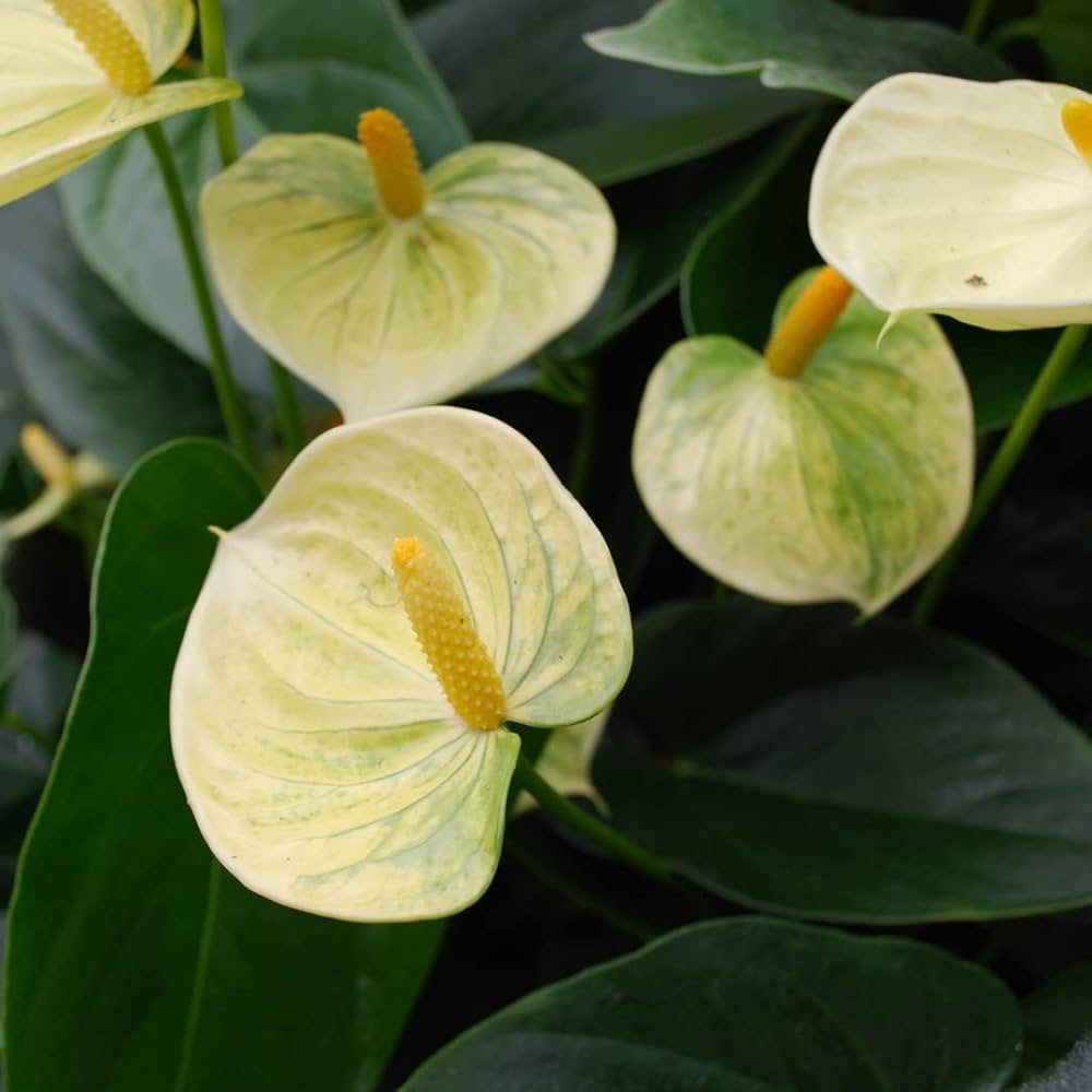 Vibrant light gelb anthurium blooms in garten