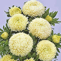 Vibrant light gelb aster pflanzen in full bloom