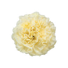 Vibrant light gelb carnation pflanzen in full bloom