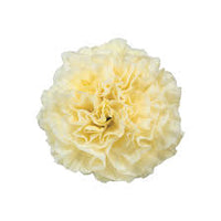 Vibrant light gelb carnation pflanzen in full bloom