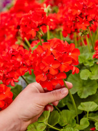 Vibrant maroon geranium pflanzen in full bloom