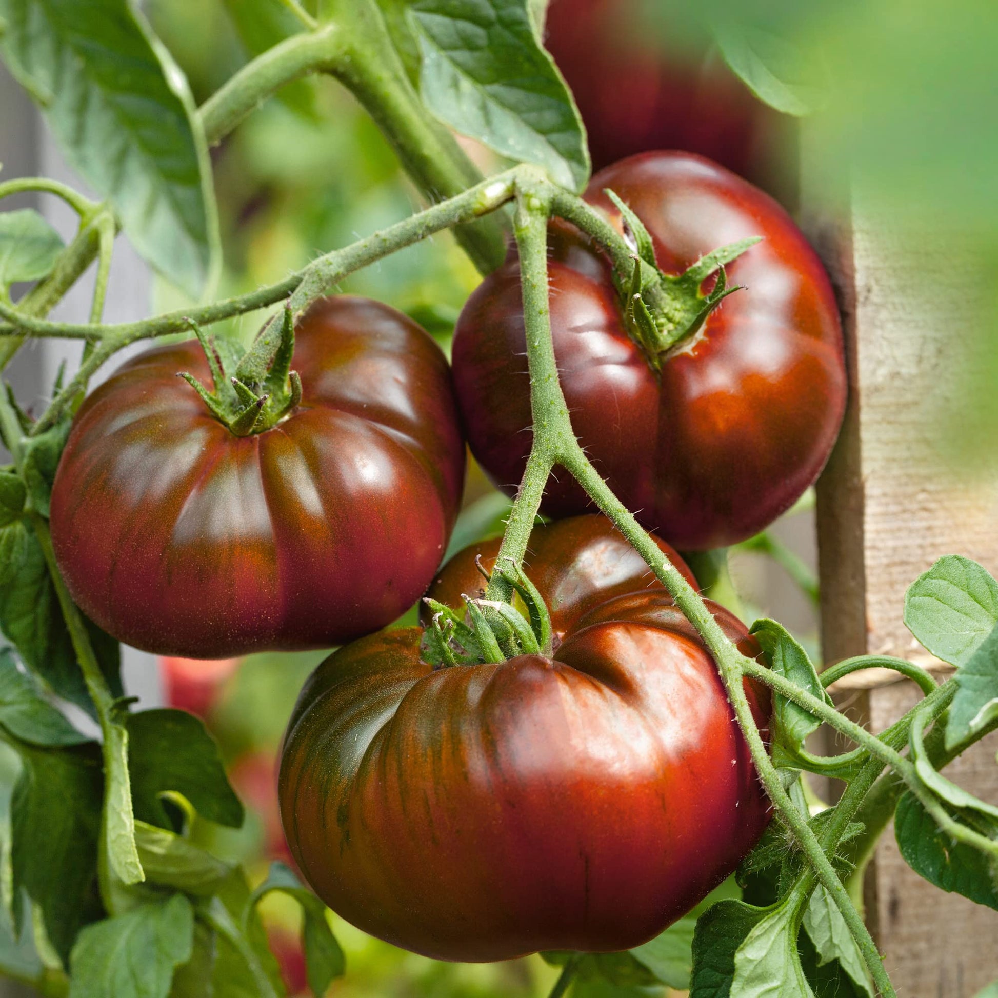 Vibrant maroon tomato pflanzen in full sun