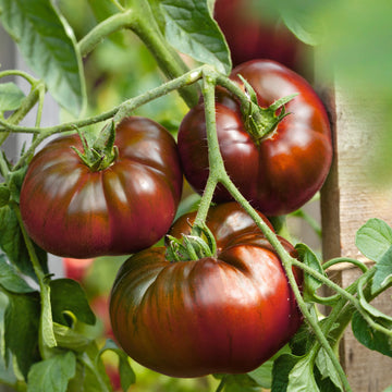 Vibrant maroon tomato pflanzen in full sun