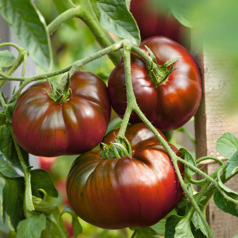 Vibrant maroon tomato pflanzen in full sun