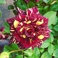 Close-up of vibrant maroon and gelb rose petals