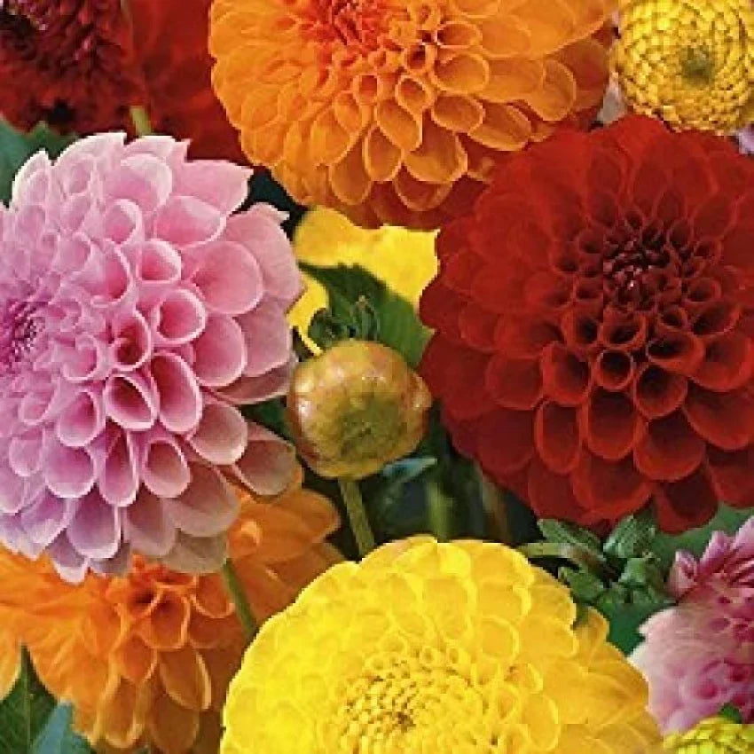 Vibrant mixed color dahlia pflanzen in full bloom