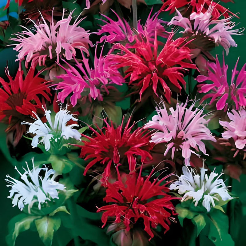 Vibrant mixed blume samen for anpflanzung – colorful garten blooms