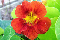 Vibrant mixed tropaeolum majus nasturtium pflanzen in full bloom