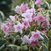 Vibrant mixed weigela blume display