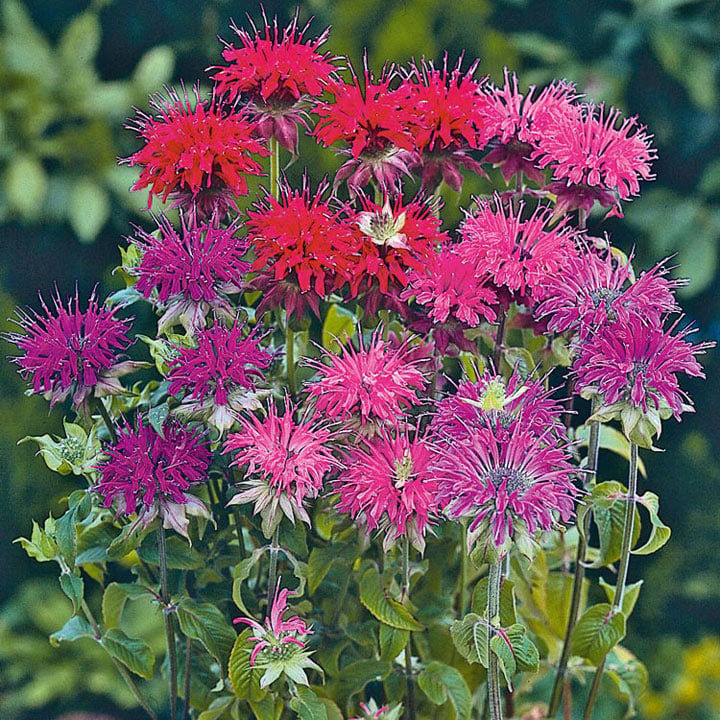 Vibrant multicolor blume samen – premium non-gmo garten mix