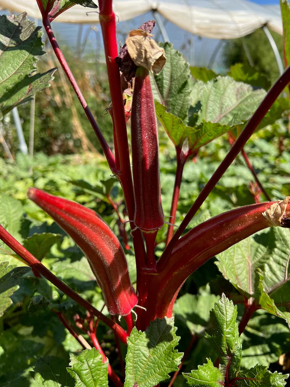Vibrant okra pflanzen wachsend in garten beds