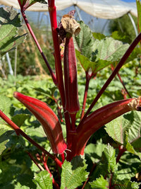 Vibrant okra pflanzen wachsend in garten beds