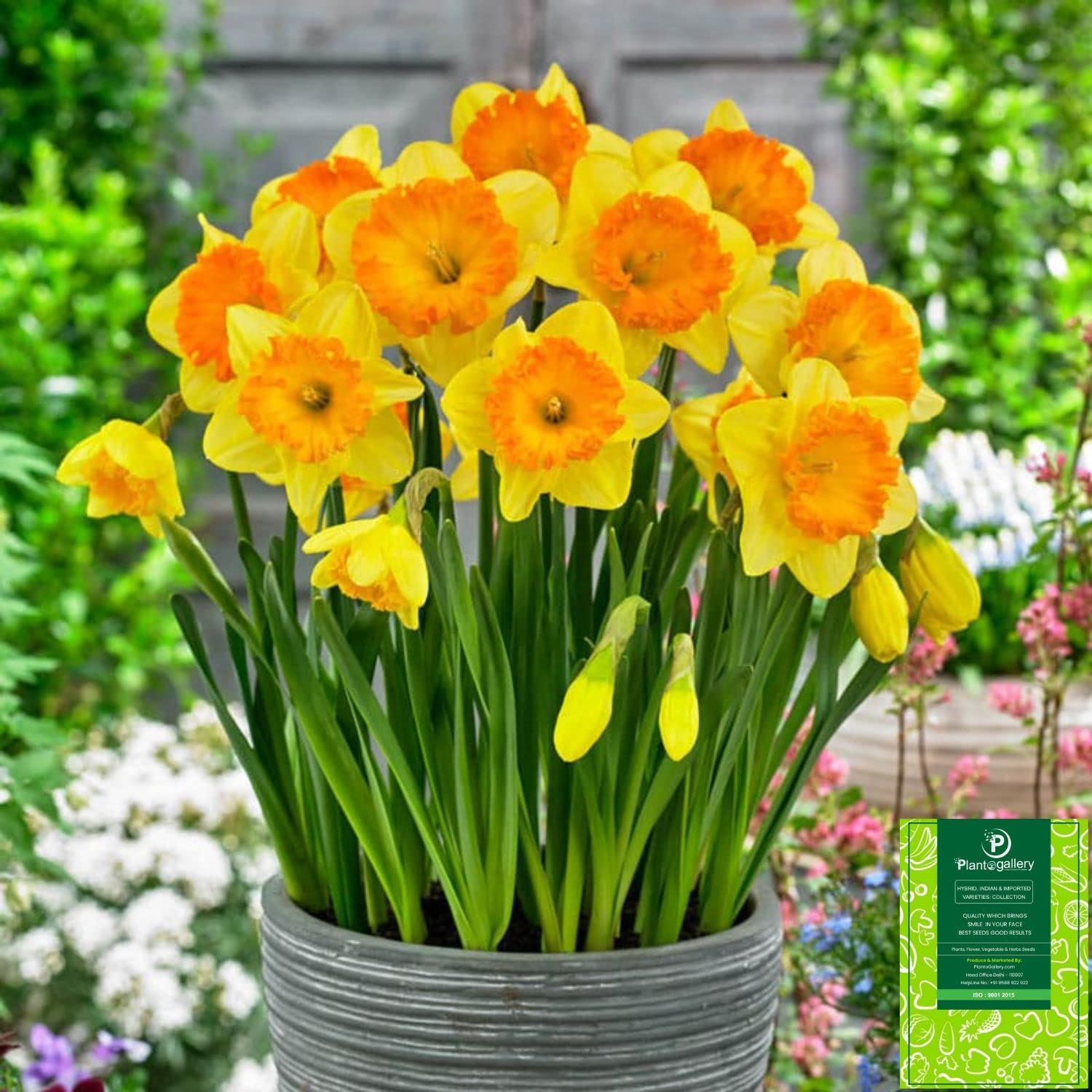 Vibrant orange daffodil blumen in bloom