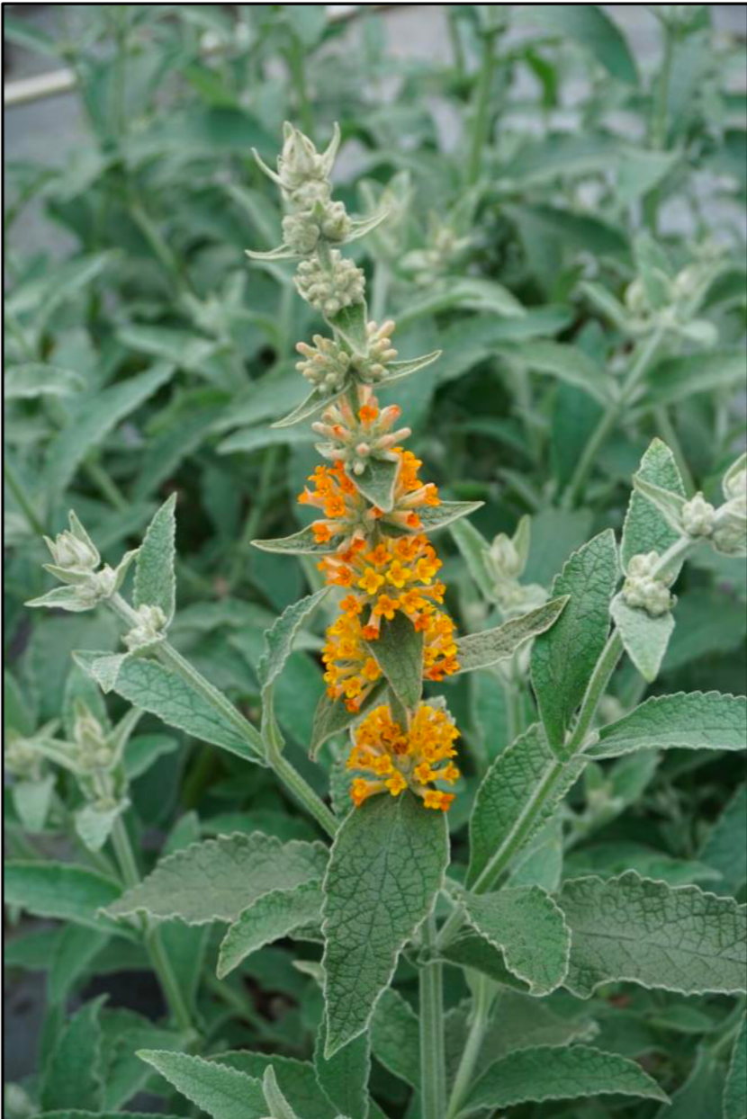 Vibrant orange rosa buddleia pflanzen in bloom