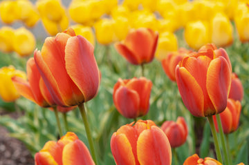 Vibrant orange and rosa tulip blumen in bloom