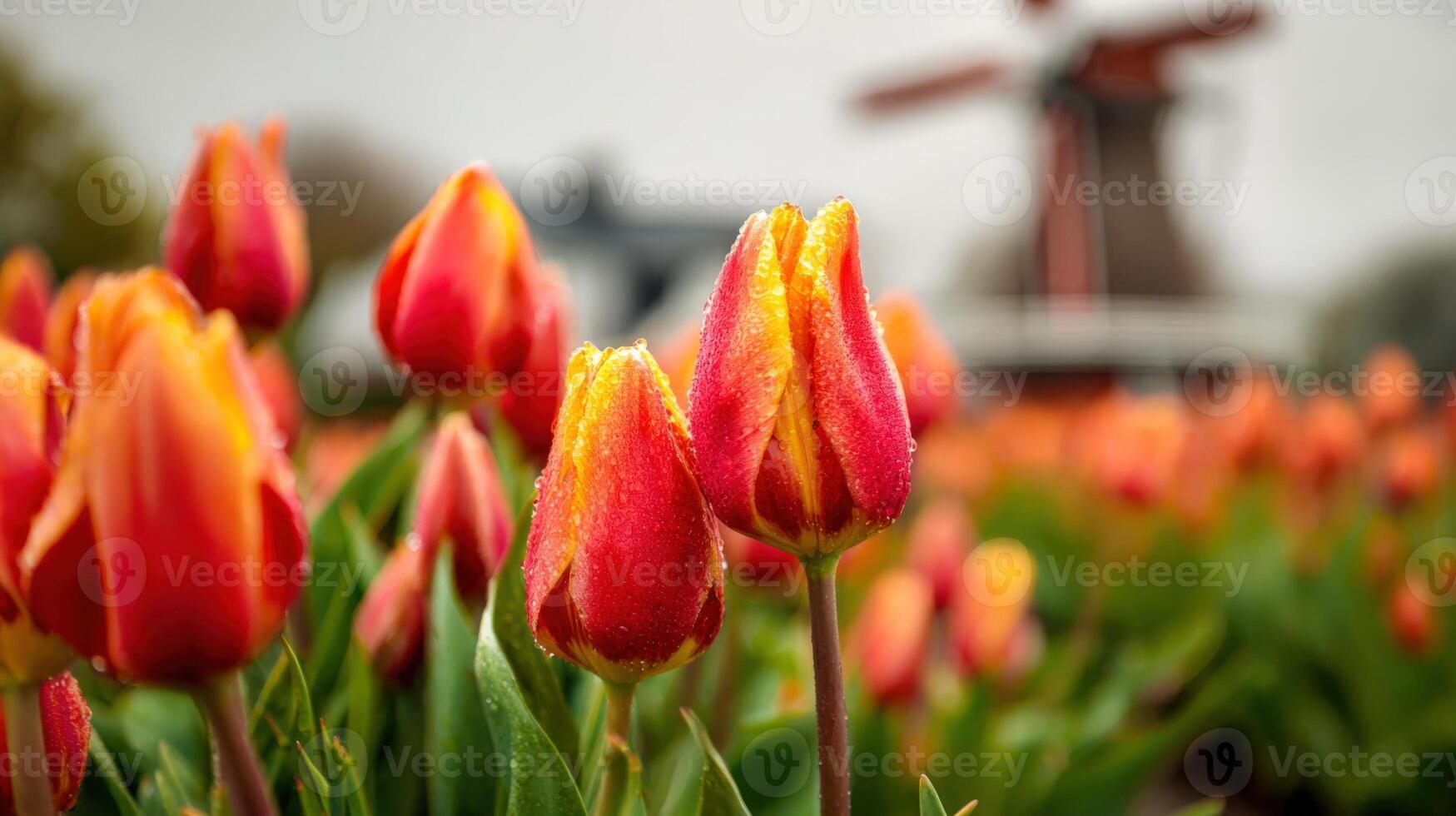 Rot Orange Tulpe Blumensamen – hochwertige Qualitäts- Traditionssorte & ohne Gentechnik Hausgarten